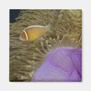Unterwasserleben; FISCHE: Clownfish (Rosa Magnet