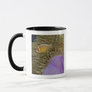 Unterwasserleben; FISCHE: Clownfish (Rosa Tasse