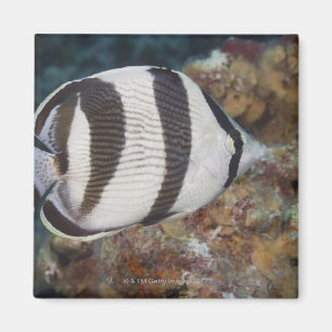 Unterwasserleben; FISCHE: Ein mit einem Band Magnet