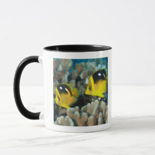 Unterwasserleben; FISCHE: Ein Paar von Fourspot Tasse
