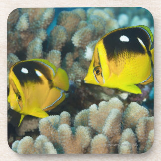 Unterwasserleben; FISCHE: Ein Paar von Fourspot Untersetzer