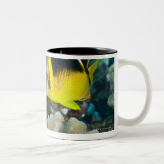 Unterwasserleben; FISCHE: Ein Paar von Fourspot Zweifarbige Tasse