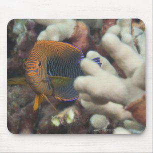 Unterwasserleben; FISCHE: Ein Porträt eines Mousepad