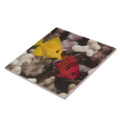 Unterwasserleben; FISCHE: Gelbes Tang (Zebrasoma Fliese (Seite)