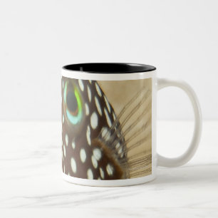 Unterwasserleben; FISCHE:  Nahaufnahmeporträt von Zweifarbige Tasse