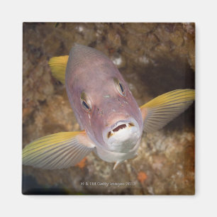 Unterwasserleben; FISCHE: Nahes hohes Porträt vo Magnet