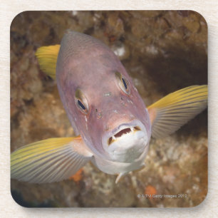 Unterwasserleben; FISCHE: Nahes hohes Porträt vo Untersetzer