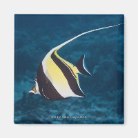 Unterwasserleben; FISH: Ein maurisches Idol (Zancl