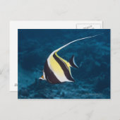 Unterwasserleben; FISH: Ein maurisches Idol (Zancl Postkarte (Vorne/Hinten)