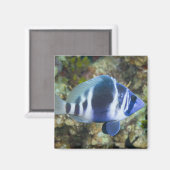 Unterwasserleben, FISH: Indischer Hamlet Magnet (Vorderseite/Rückseite)