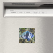 Unterwasserleben, FISH: Indischer Hamlet Magnet (In Situ (Geschirrspüler))