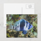 Unterwasserleben, FISH: Indischer Hamlet Postkarte (Vorne/Hinten)
