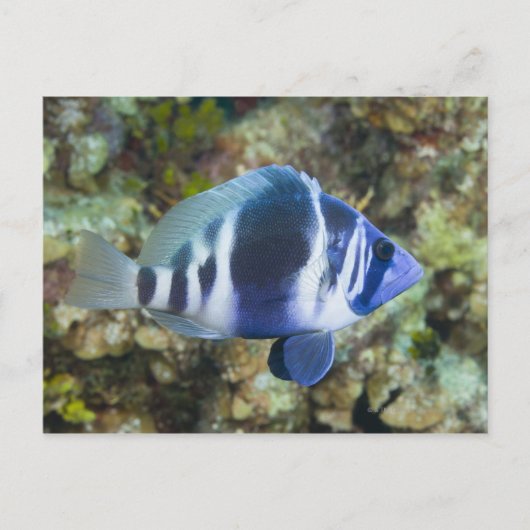 Unterwasserleben, FISH: Indischer Hamlet Postkarte (Vorderseite)