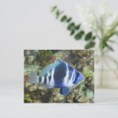 Unterwasserleben, FISH: Indischer Hamlet Postkarte (Stehend Vorderseite)