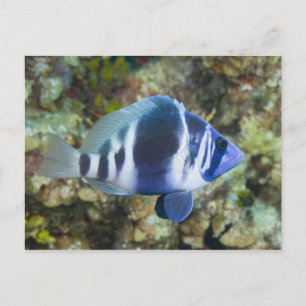 Unterwasserleben, FISH: Indischer Hamlet Postkarte