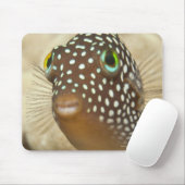 Unterwasserleben; FISH: Nahes Porträt eines Mousepad (Mit Mouse)