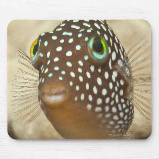 Unterwasserleben; FISH: Nahes Porträt eines Mousepad (Vorne)