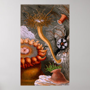 Unterwasserleben vier von zehn poster