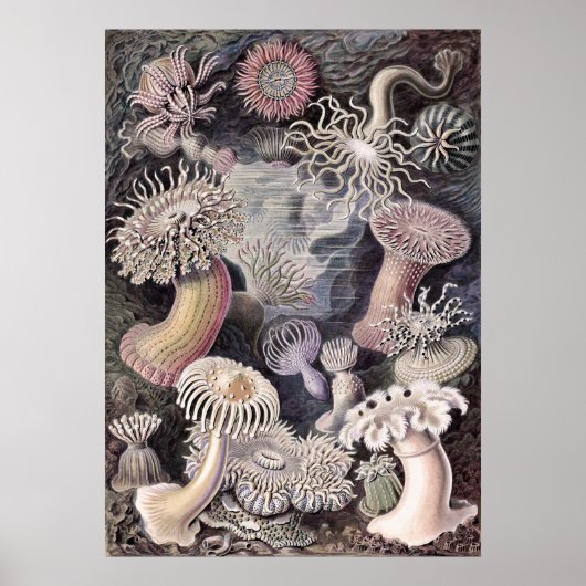 Unterwassermeeranemones von Ernst Haeckel Poster (Vorne)