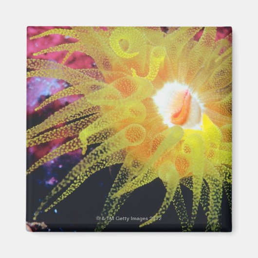 Unterwasserorganismus Magnet (Vorne)