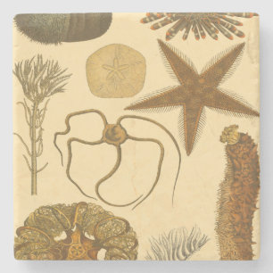 Unterwasserseegeschöpfe Steinuntersetzer