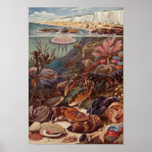 Unterwasserseekrabben-Hummer-Marinemuschel-Koralle Poster