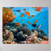 Unterwasserszene Poster (Vorne)