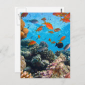 Unterwasserszene Postkarte (Vorne/Hinten)
