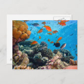 Unterwasserszene Postkarte (Vorne/Hinten)