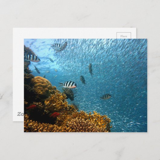 Unterwasserwelt Postkarte (Vorne/Hinten)