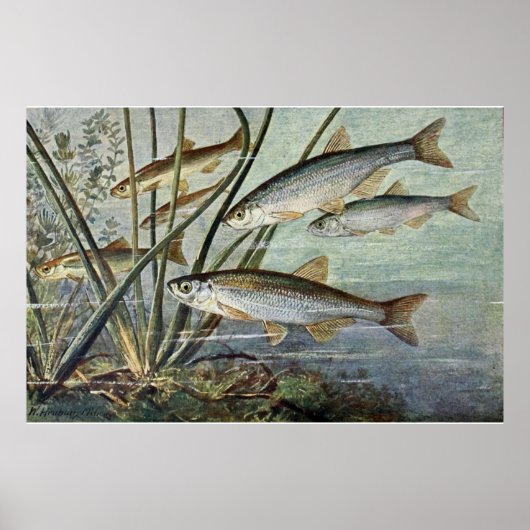 Unterwasserweltreihe: Erste von vier Poster (Vorne)