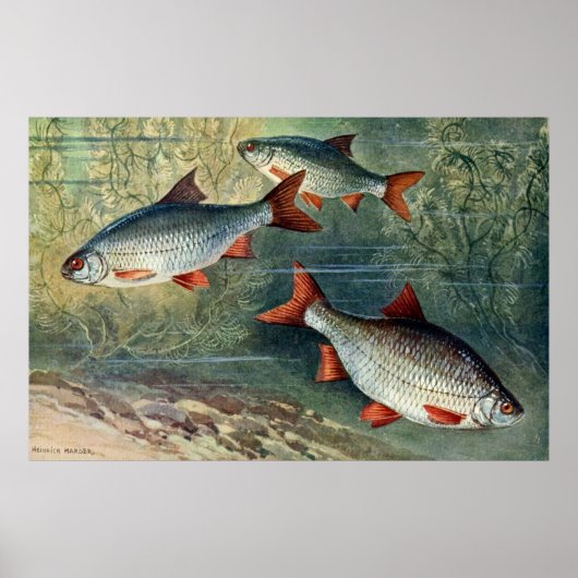 Unterwasserweltreihe - Vierter von vier Poster (Vorne)