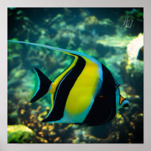 Unterzeichneter Fliegenfisch Poster