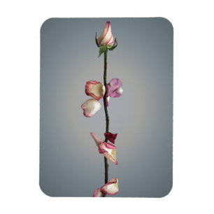 Until the last petal... magnet