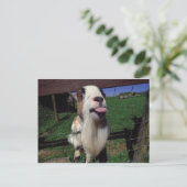 Unverschämte Ziegen-Postkarte Postkarte (Stehend Vorderseite)