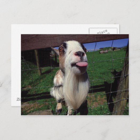 Unverschämte Ziegen-Postkarte Postkarte (Vorne/Hinten)