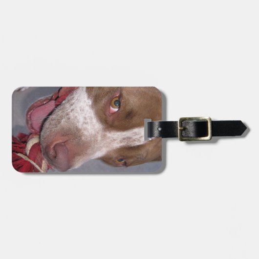 Unverschämter Pitbull Gepäckanhänger (Vorderseite horizontal)