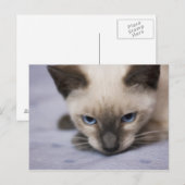 Unwiderstehlich blaue Postkarte (Vorne/Hinten)
