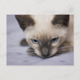 Unwiderstehlich blaue Postkarte