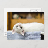 Unwiderstehlich...hässliche, liebenswerte Kätzin Postkarte (Vorne/Hinten)