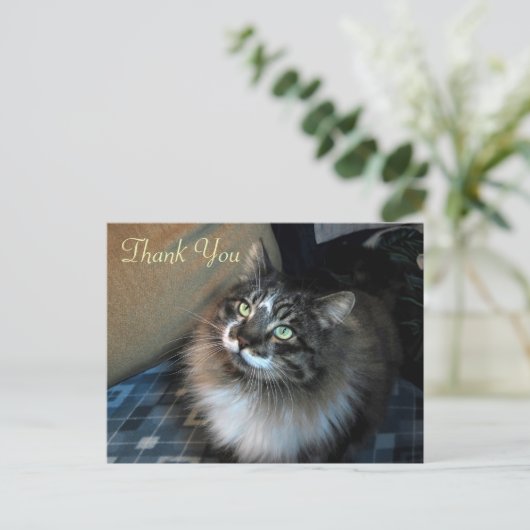 Unwiderstehliche Katze Zorro Danke Postcard Postkarte (Stehend Vorderseite)