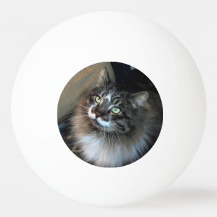 Unwiderstehliche Katze Zorro Drei-Sterne-Pong-Ball Tischtennisball
