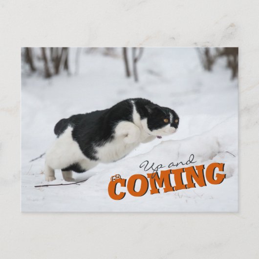 Up and Coming CC0685 Cat Postcard Postkarte (Vorderseite)