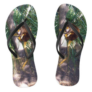 "Up in Trees: An Australian Tree Kangaroo Climbs Badesandalen