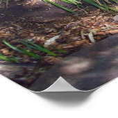 "Up in Trees: An Australian Tree Kangaroo Climbs Poster (Ecke)