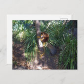 "Up in Trees: An Australian Tree Kangaroo Climbs Postkarte (Vorne/Hinten)