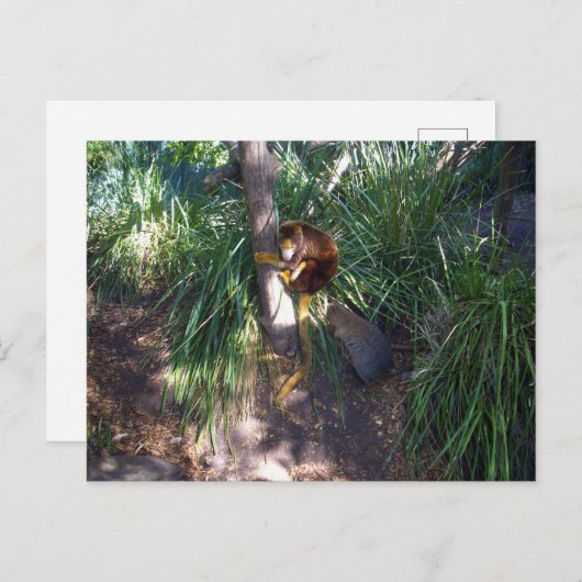 "Up in Trees: An Australian Tree Kangaroo Climbs Postkarte (Vorne/Hinten)