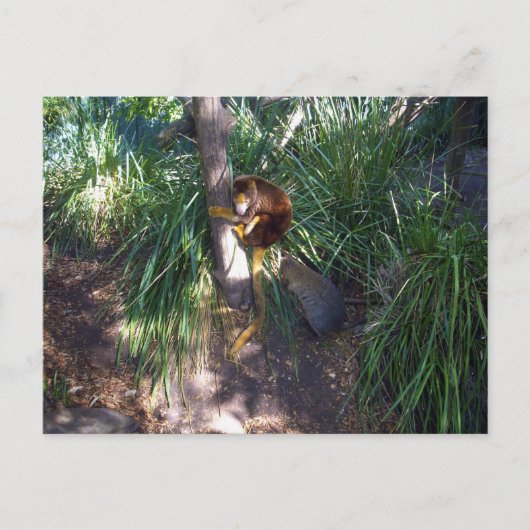 "Up in Trees: An Australian Tree Kangaroo Climbs Postkarte (Vorderseite)