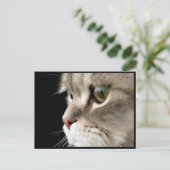 Up-Nahe Kitty Post Card Postkarte (Stehend Vorderseite)