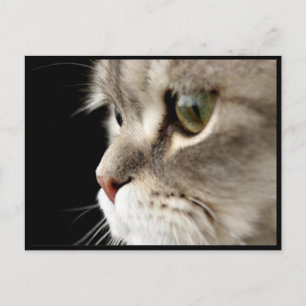 Up-Nahe Kitty Post Card Postkarte